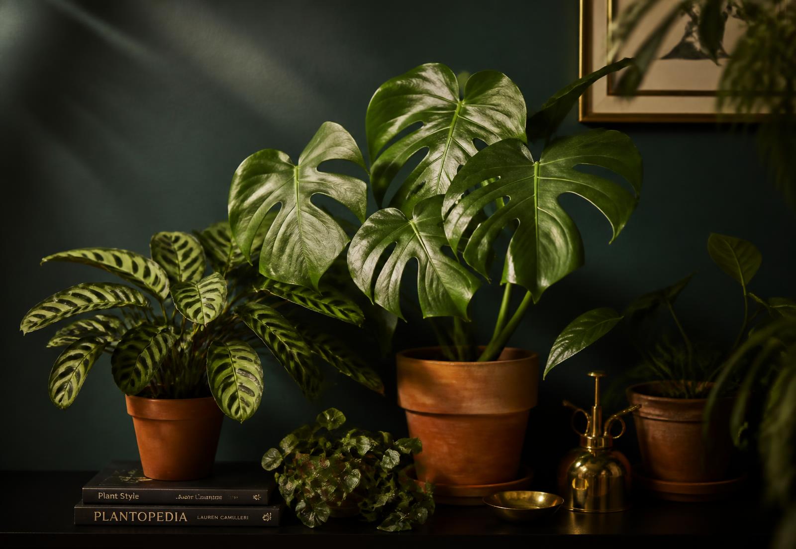 Houseplants in terracotta pots against a deep teal wall